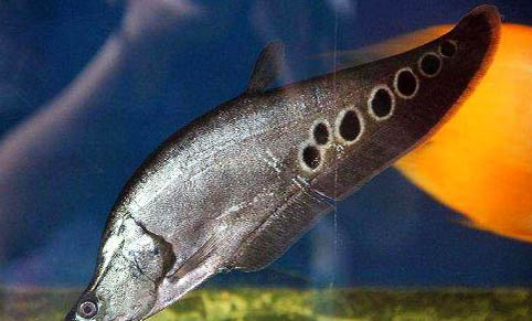 龍魚不養了可以送人嗎