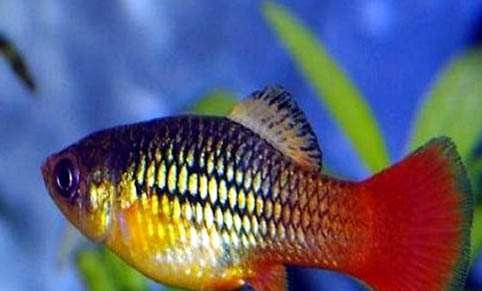 家庭觀賞魚養殖方法