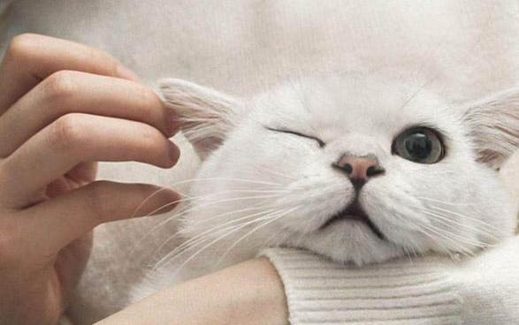 灰色的貓咪是什么品種的貓
