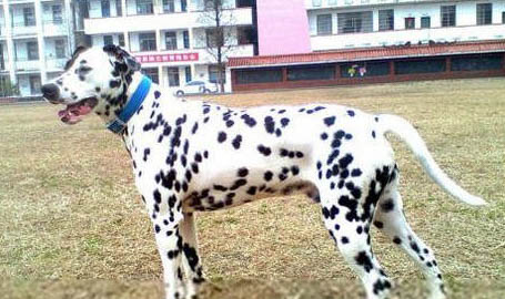 斑點犬為什么沒人養了