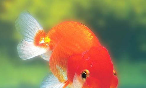 觀賞魚有哪些種類