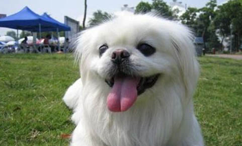 京巴狗的智商高嗎