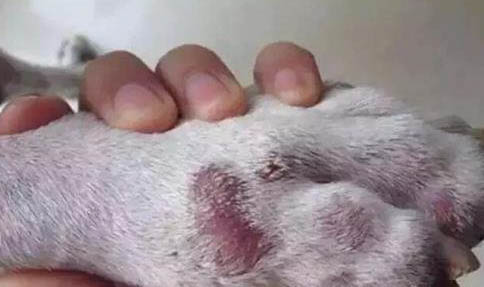 狗狗懷孕為什么流產