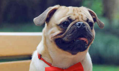 八哥犬感冒了咳嗽怎么辦