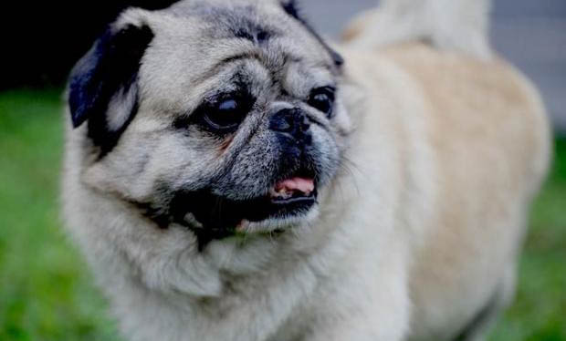 巴哥犬為什么身上很臭