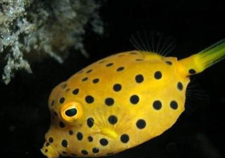 冬天金魚是不是需要加熱？