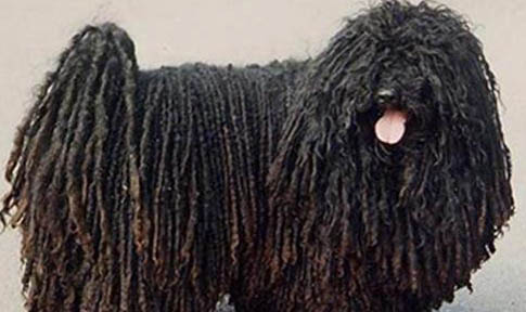 可蒙犬不愛吃東西的原因及處理方法