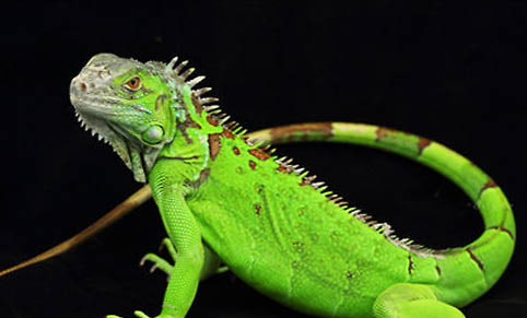 綠鬣蜥不吃東西的原因