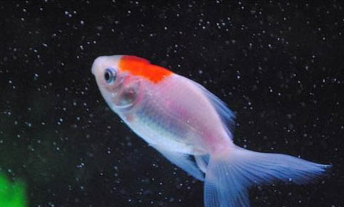 養(yǎng)魚白天要不要開燈