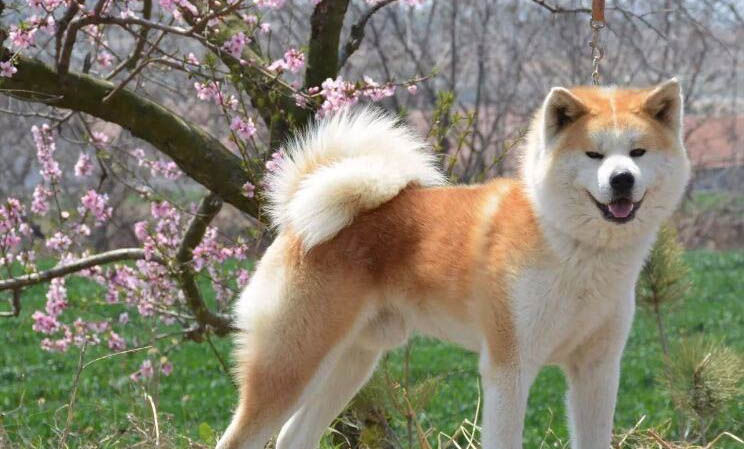 柴犬狗是哪個國家的