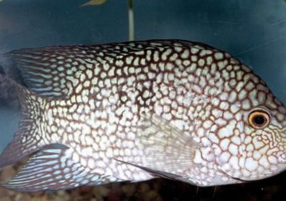 德州豹怎么區分公母