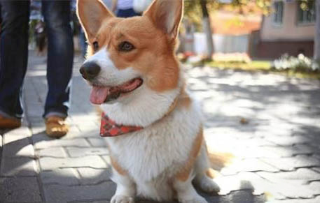 柯基和柴犬哪個好養？