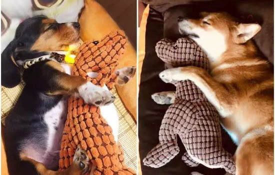 狗狗肺部感染和嚴重肺部感染癥狀