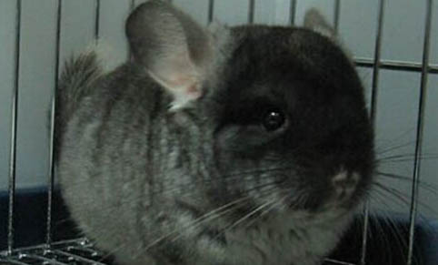 龍貓洗澡怎么洗