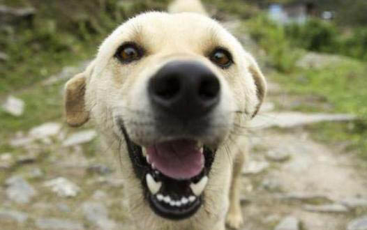 挑選幼犬拉布拉多需要注意些什么
