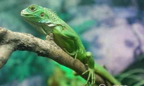綠鬣蜥好養(yǎng)嗎?