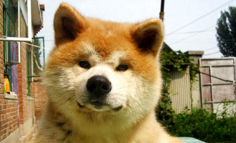 一般人養得起秋田犬嗎