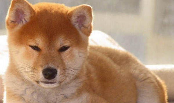 柴犬和秋田哪個好