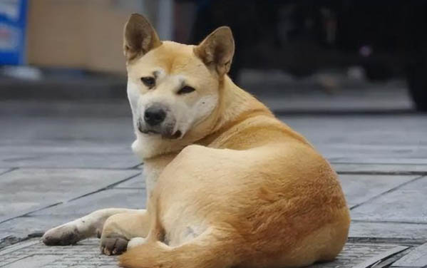 狗狗絕育手術有哪些注意事項
