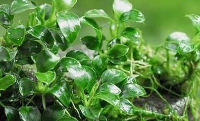 中華小長臂蝦剛孵化出的小蝦怎么養