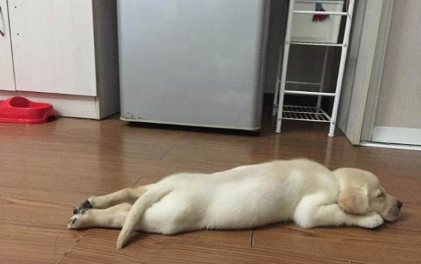 狗狗后腿突然瘸了還抖