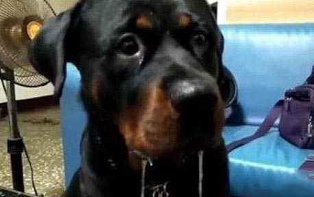 中國(guó)沙皮犬口吐白沫是什么原因