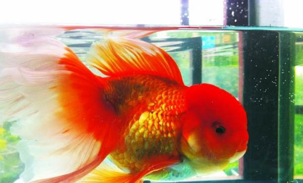 斑馬魚卵孵化需要多長時間