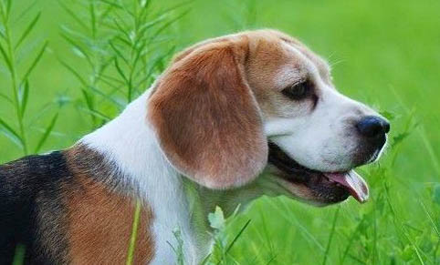 比格犬價格多少錢一只