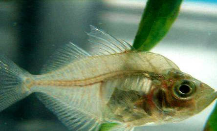 玻璃貓魚好養嗎?