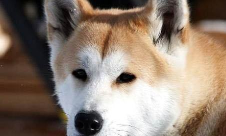 秋田犬和柴犬哪個(gè)貴