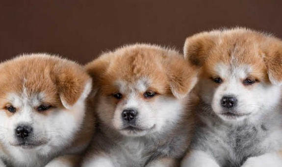 秋田犬智商