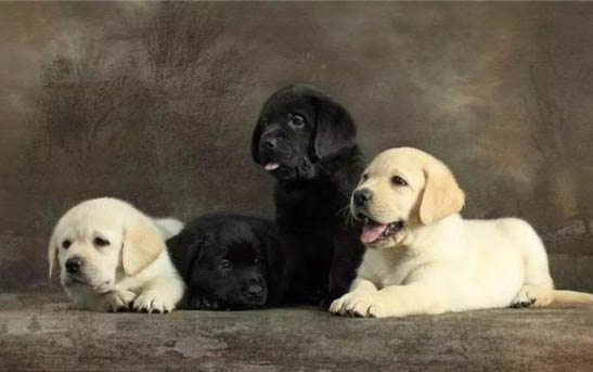 母犬產(chǎn)后多久驅(qū)蟲(chóng)比較好