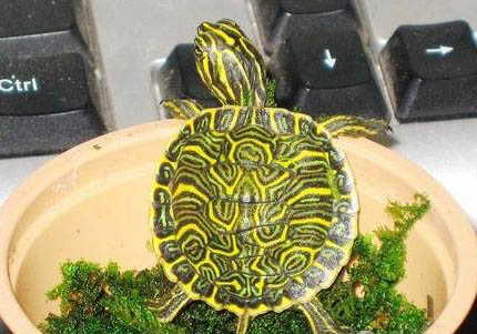 甜甜圈龜和火焰龜的區別是什么