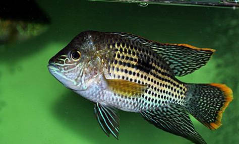 一般闖缸魚需要試幾天