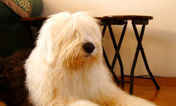 喜樂蒂牧羊犬身體發抖的原因及處理方法