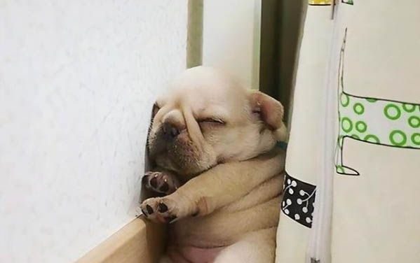 狗狗眼睛是紅色的是什么