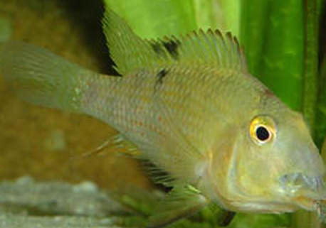 牛頭犬價格多少錢一只