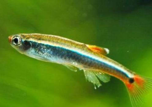 家中養(yǎng)狗狗還有魚嗎為什么呢