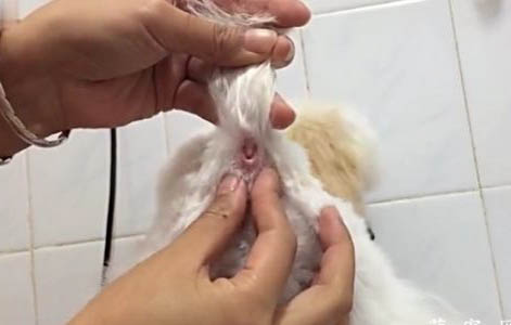 狗狗吃了洋蔥后會有什么癥狀