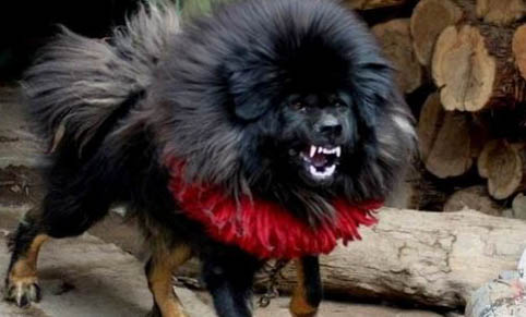 廣州什么地方有賣藏獒那雪獒多少錢一只純種