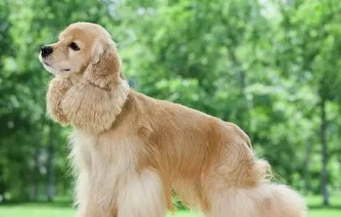 成年美國可卡犬多久驅蟲一次