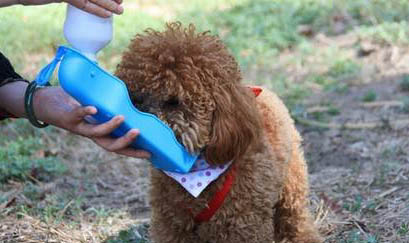 貴賓狗能活多久