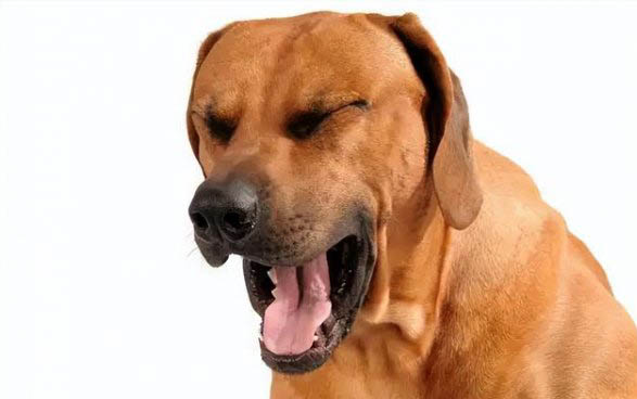 狗狗長大了會不會得細小病毒