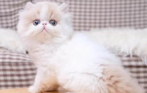 波斯貓只尿不拉的原因及處理方法