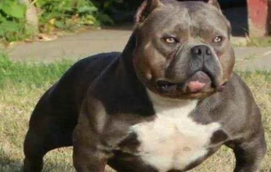 惡霸犬如何飼養(yǎng)食譜