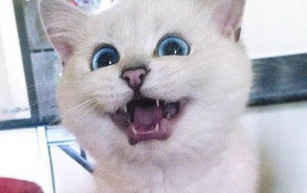 貓吃蛋白還是蛋黃