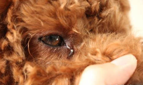 小狗得狂犬病都有什么癥狀