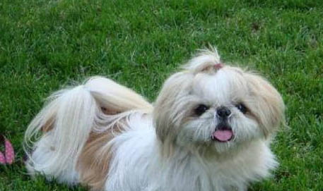 西施犬體外驅蟲多久一次