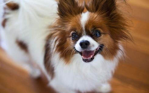 純種蝴蝶犬價格不低于5000