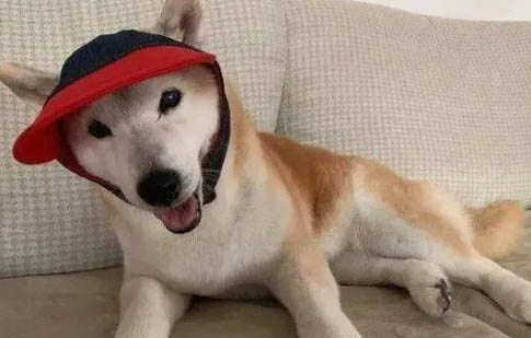 狗生死胎的四種原因及處理方法